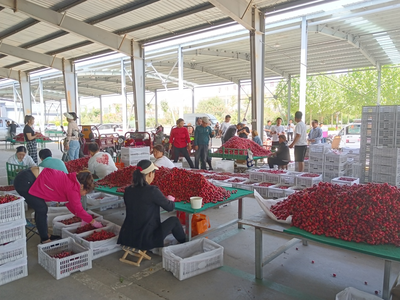 陜西省果業中心